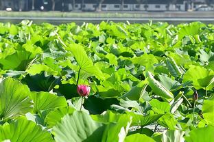 今日太阳对阵灰熊 杜兰特赛前决定是否复出 戈登因伤缺席